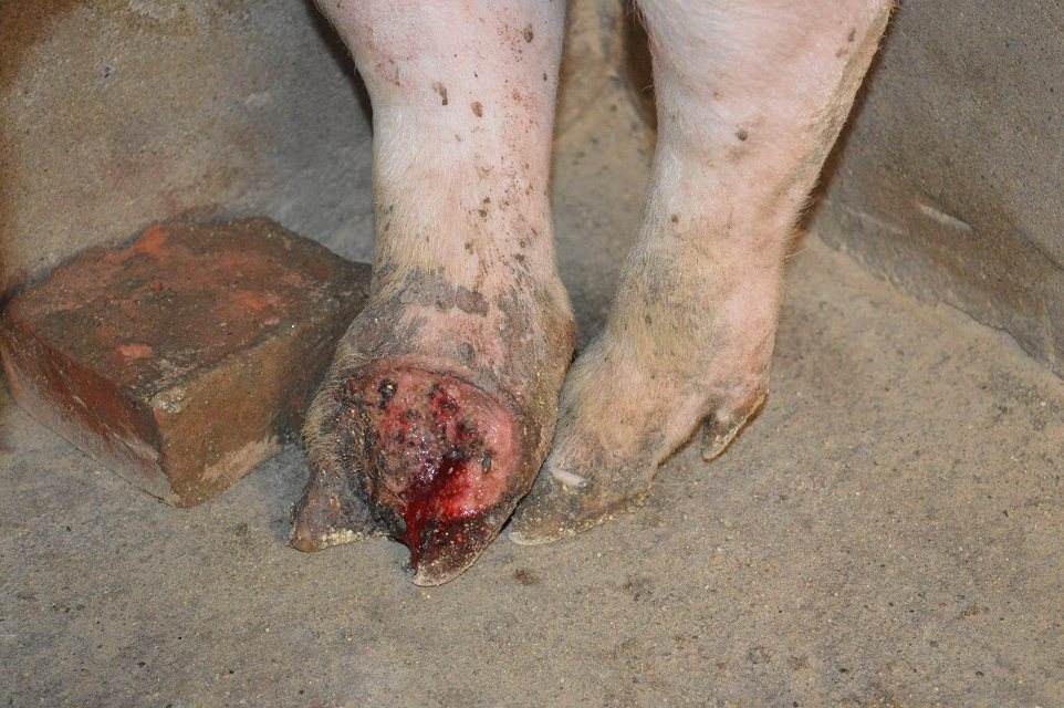 猪五号病什么症状,怎么防治猪五号病