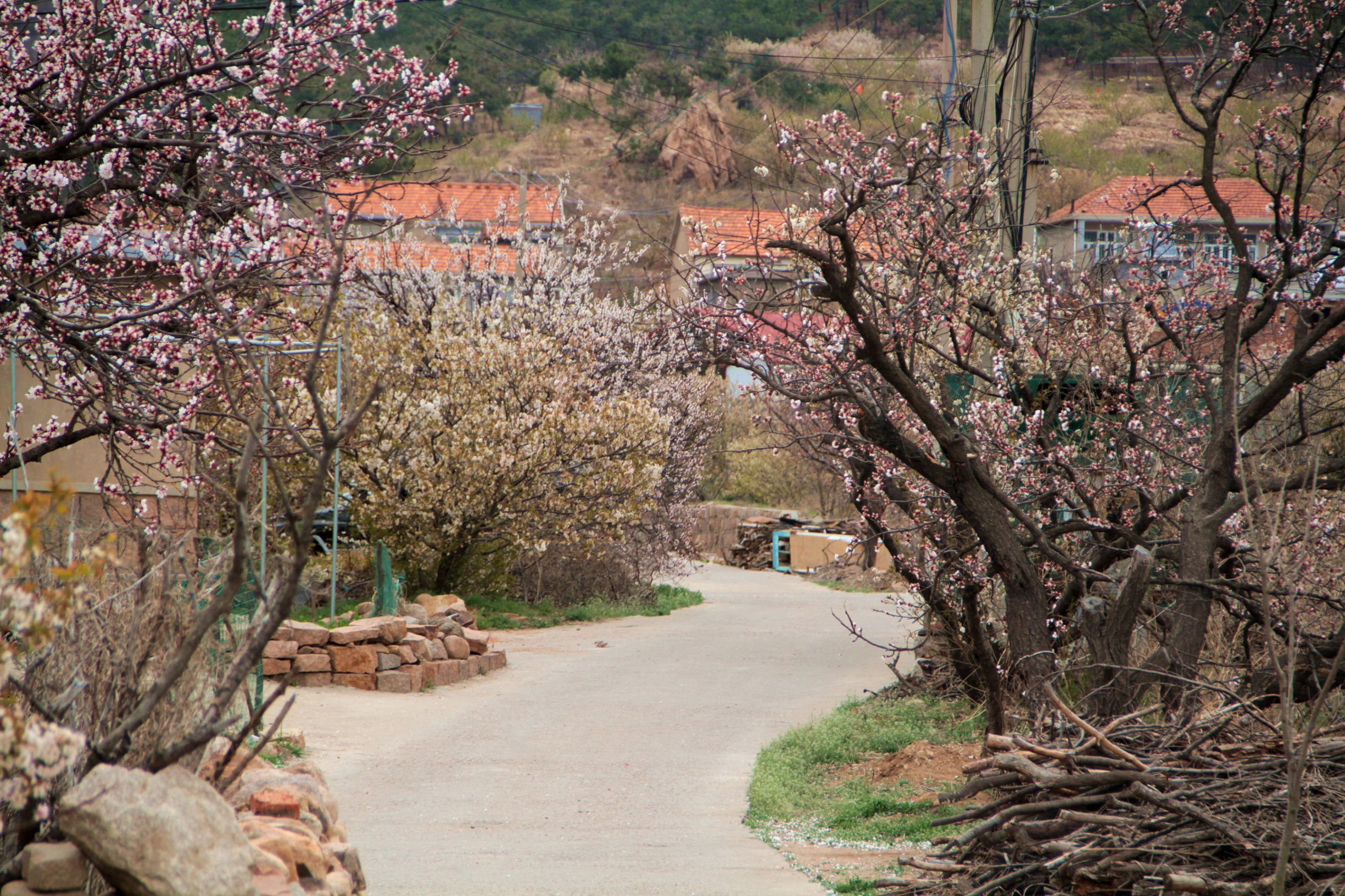 青岛华夏樱桃谷,青岛樱桃谷小道