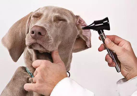 如何去除狗身上的臭味,如何有效去除狗体臭