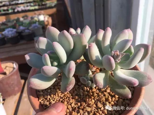 一入肉坑深似海下一句,一入肉坑深似海