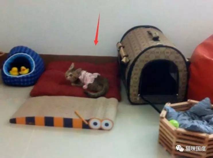 拯救受伤的流浪小猫,拯救眼瞎的小猫