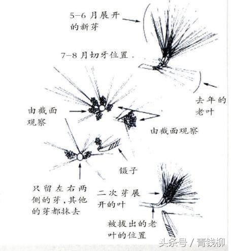 松树盆栽的养护,黑松树怎么养护和管理