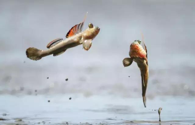 一条会飞的鱼是什么意思,会飞的鱼是怎么回事啊