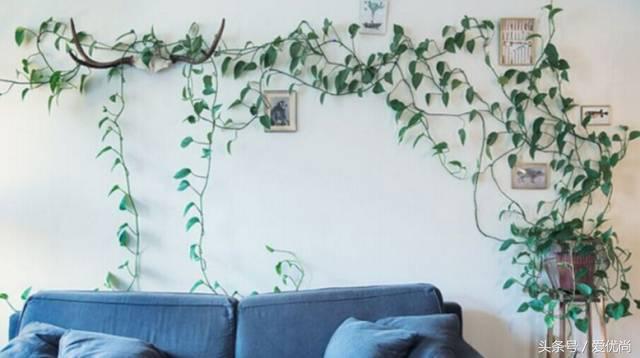 绿萝水培怎么养爆盆的,绿萝水培怎么养才能爆盆