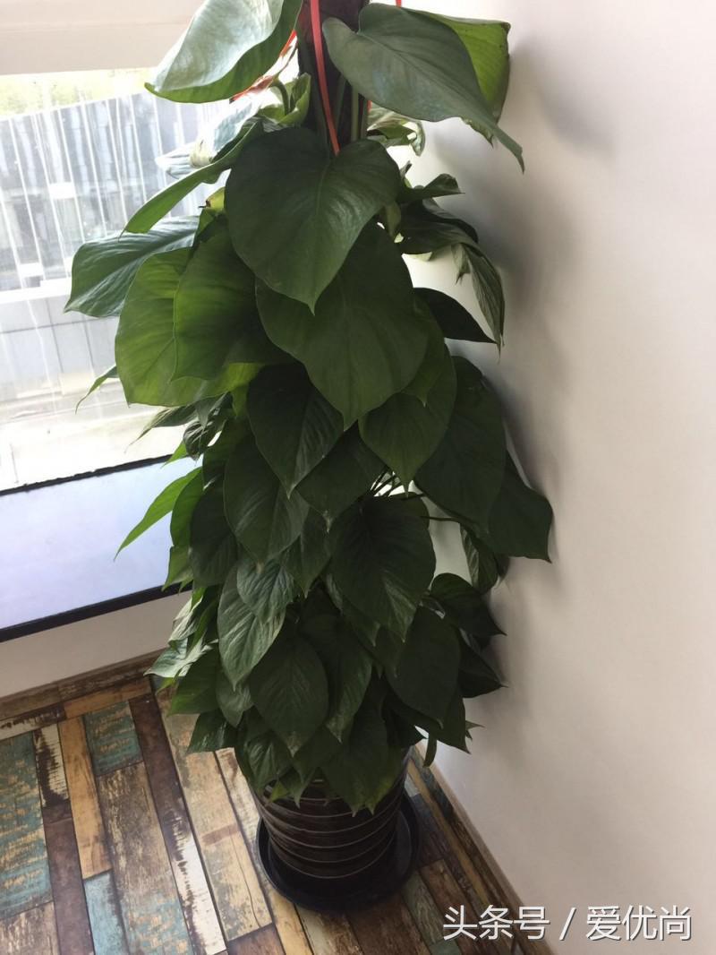 绿萝水培怎么养爆盆的,绿萝水培怎么养才能爆盆