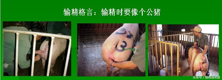 正确的人工授猪方法,猪人工授精在母猪体内存活时间