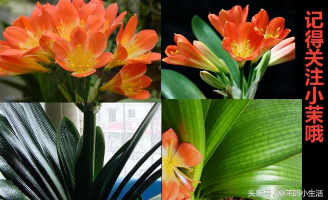 什么花吃对身体好又适合观赏,东北适合养又对健康有益的花