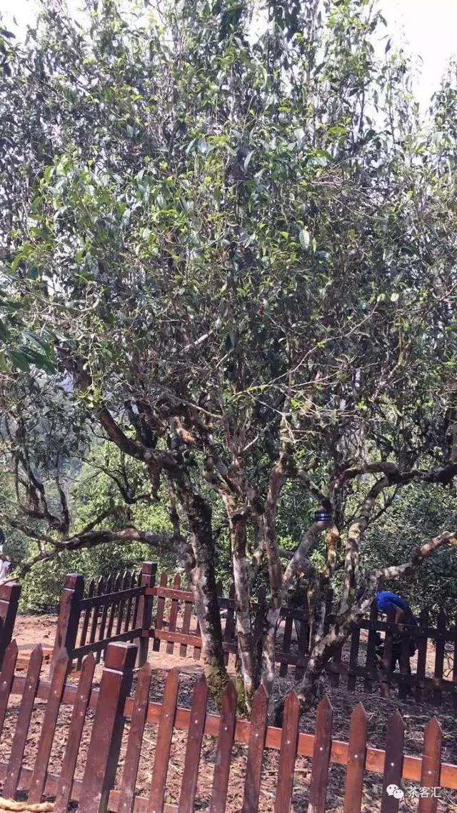 探寻普洱茶之旅路线,普洱茶人文寻访记第五天