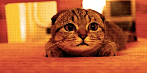 喝杯丧茶吧,反正不喝你也不会变轻