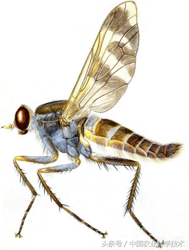 《中国剑虻(méng)科、窗虻科和小头虻科志》问世!