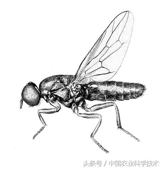 《中国剑虻(méng)科、窗虻科和小头虻科志》问世!