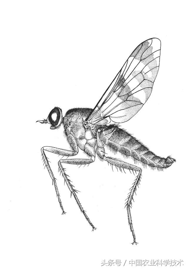 《中国剑虻(méng)科、窗虻科和小头虻科志》问世!