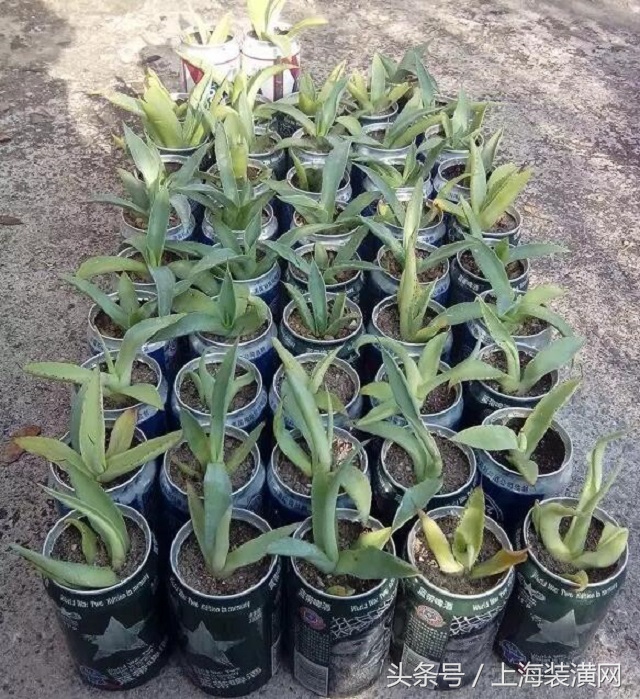 给杯子底部打洞,杯子养花打孔技巧