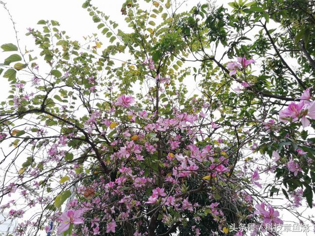 荣耀v9对比荣耀9拍照效果,荣耀v9拍人像效果