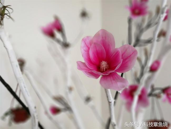 荣耀v9对比荣耀9拍照效果,荣耀v9拍人像效果