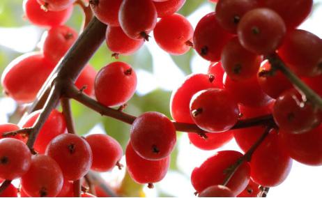 云南特产羊奶果什么样,云南有哪些野生羊奶果