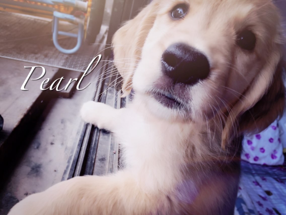 怎么挑选不护食的金毛幼犬,如何挑选金毛幼犬