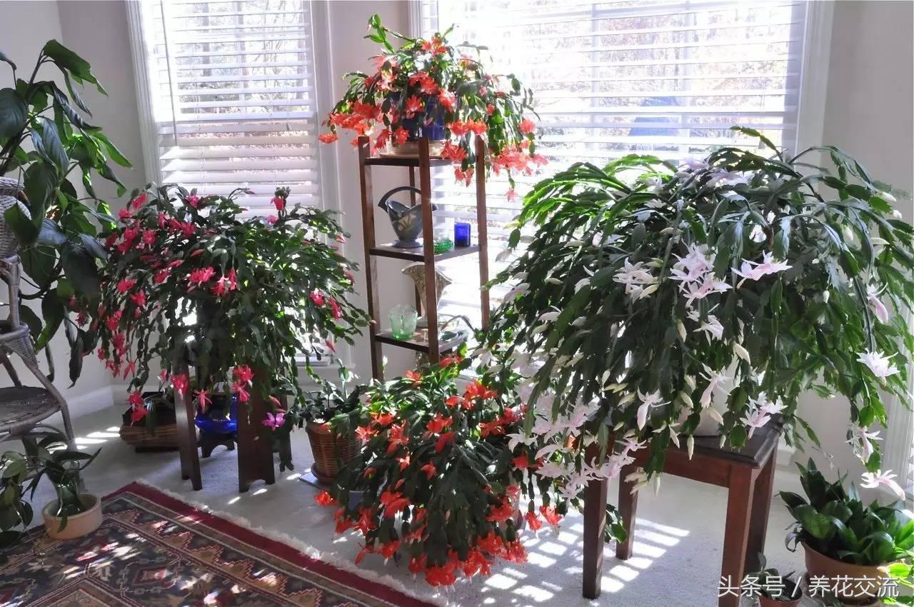 蟹爪兰养护条件和方法,蟹爪兰养护技巧和注意事项