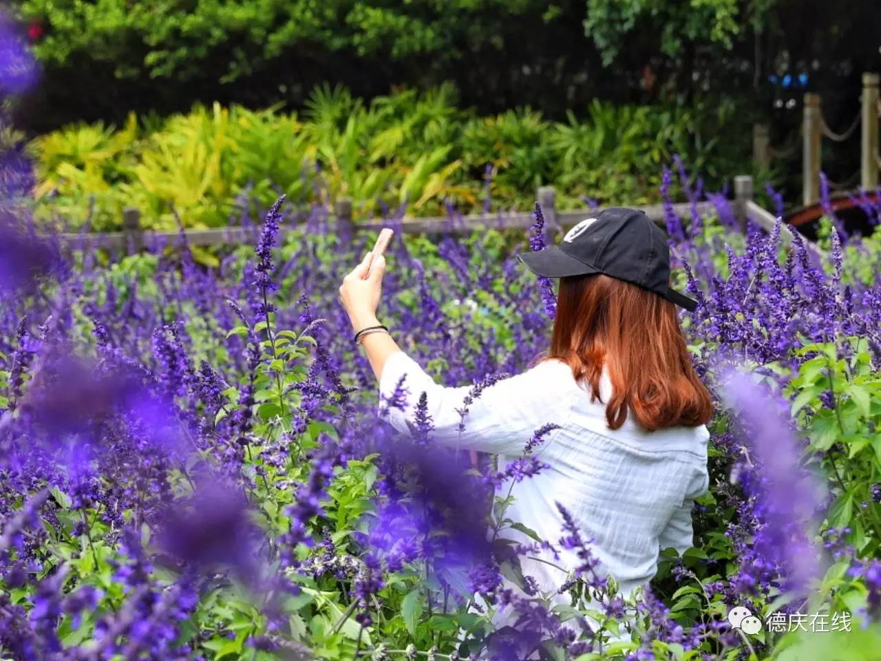不用去罗平也可以看油菜花,不用去日本也能看的樱花海