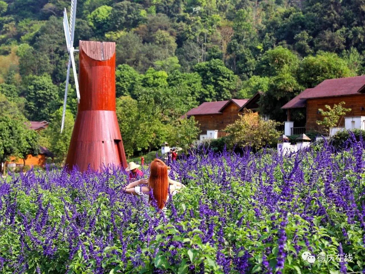不用去罗平也可以看油菜花,不用去日本也能看的樱花海