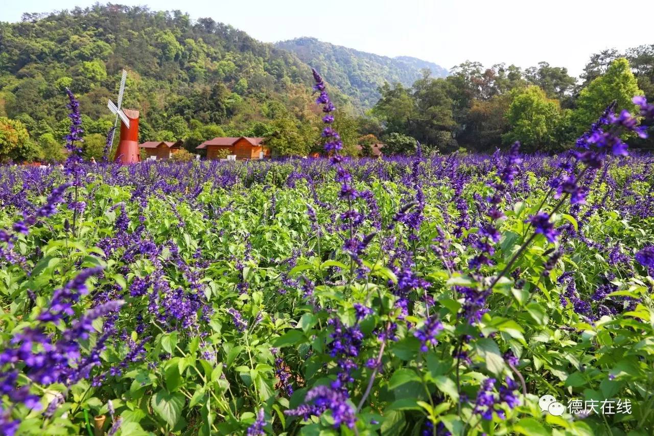 不用去罗平也可以看油菜花,不用去日本也能看的樱花海