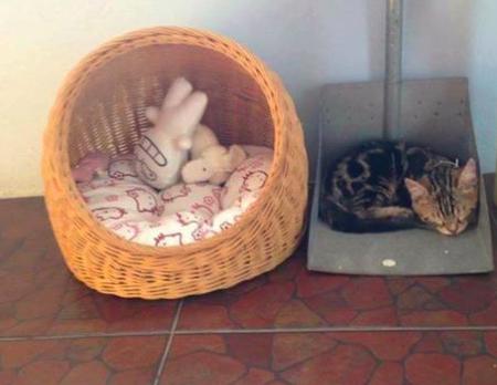 喵星人闻到臭味时的反应,盘点喵星人闻到臭味的真实反应