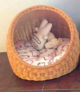 喵星人闻到臭味时的反应,盘点喵星人闻到臭味的真实反应