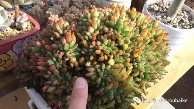 一入肉坑深似海下一句,一入肉坑深似海