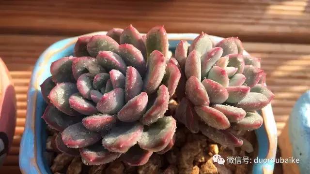 一入肉坑深似海下一句,一入肉坑深似海