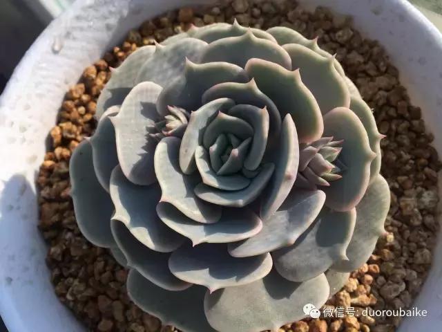 一入肉坑深似海下一句,一入肉坑深似海