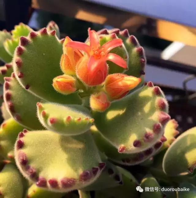 那些年我养过的多肉,这些年养过的花花草草