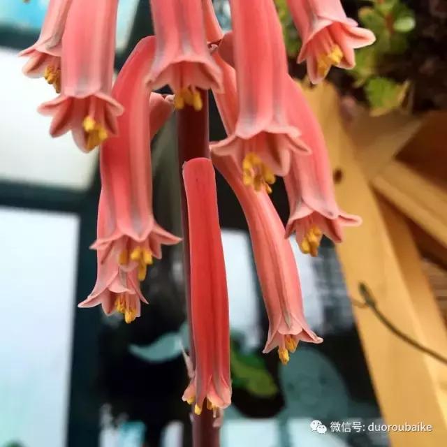 那些年我养过的多肉,这些年养过的花花草草