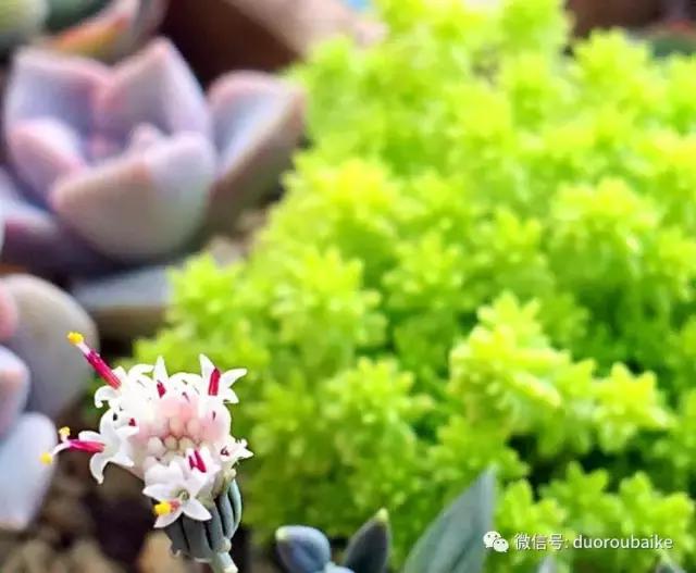 那些年我养过的多肉,这些年养过的花花草草