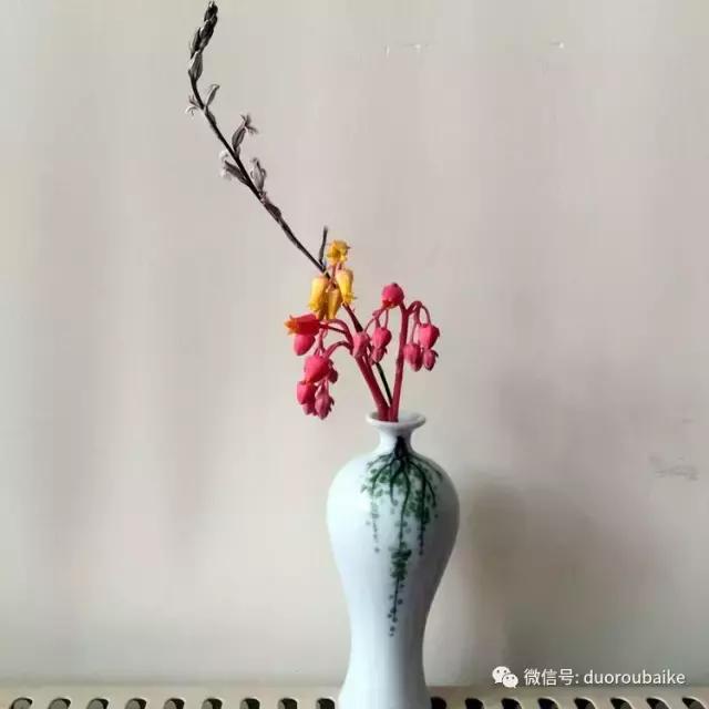 那些年我养过的多肉,这些年养过的花花草草