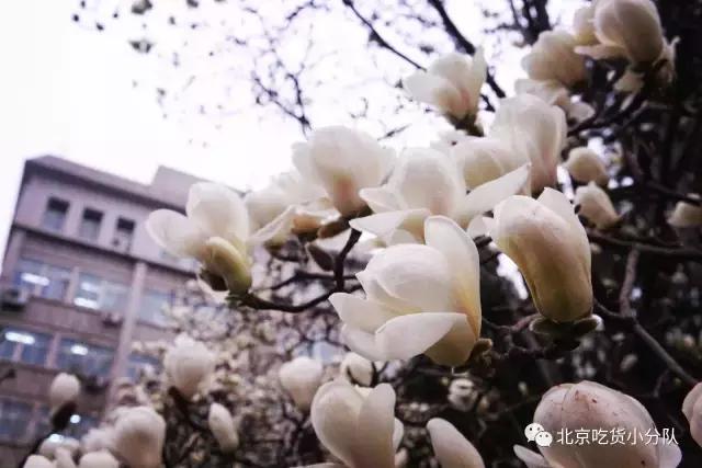 别人家的大学食堂：中央民族大学