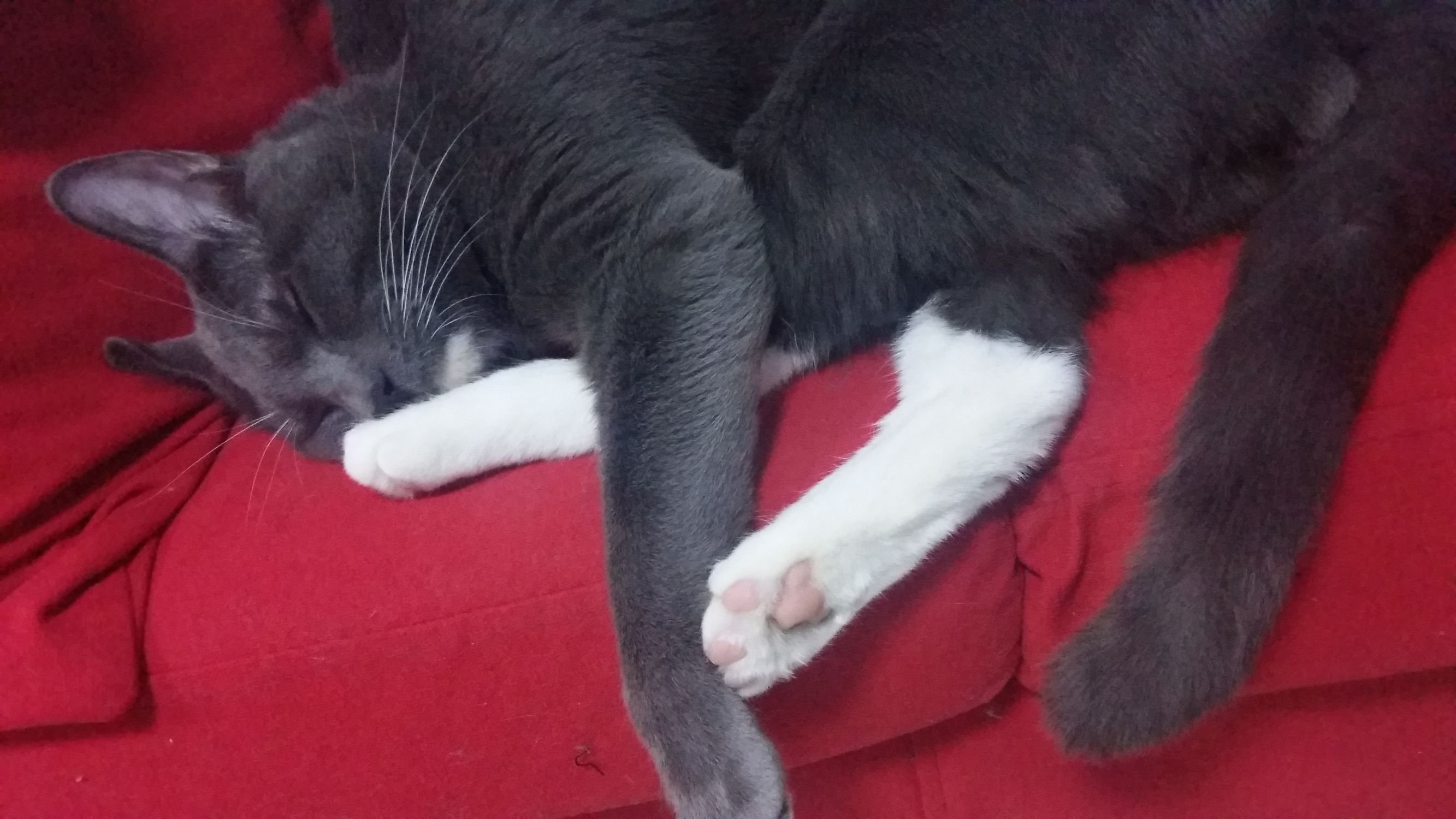 喵星人一觉醒来,喵星人在哪里都能睡得着