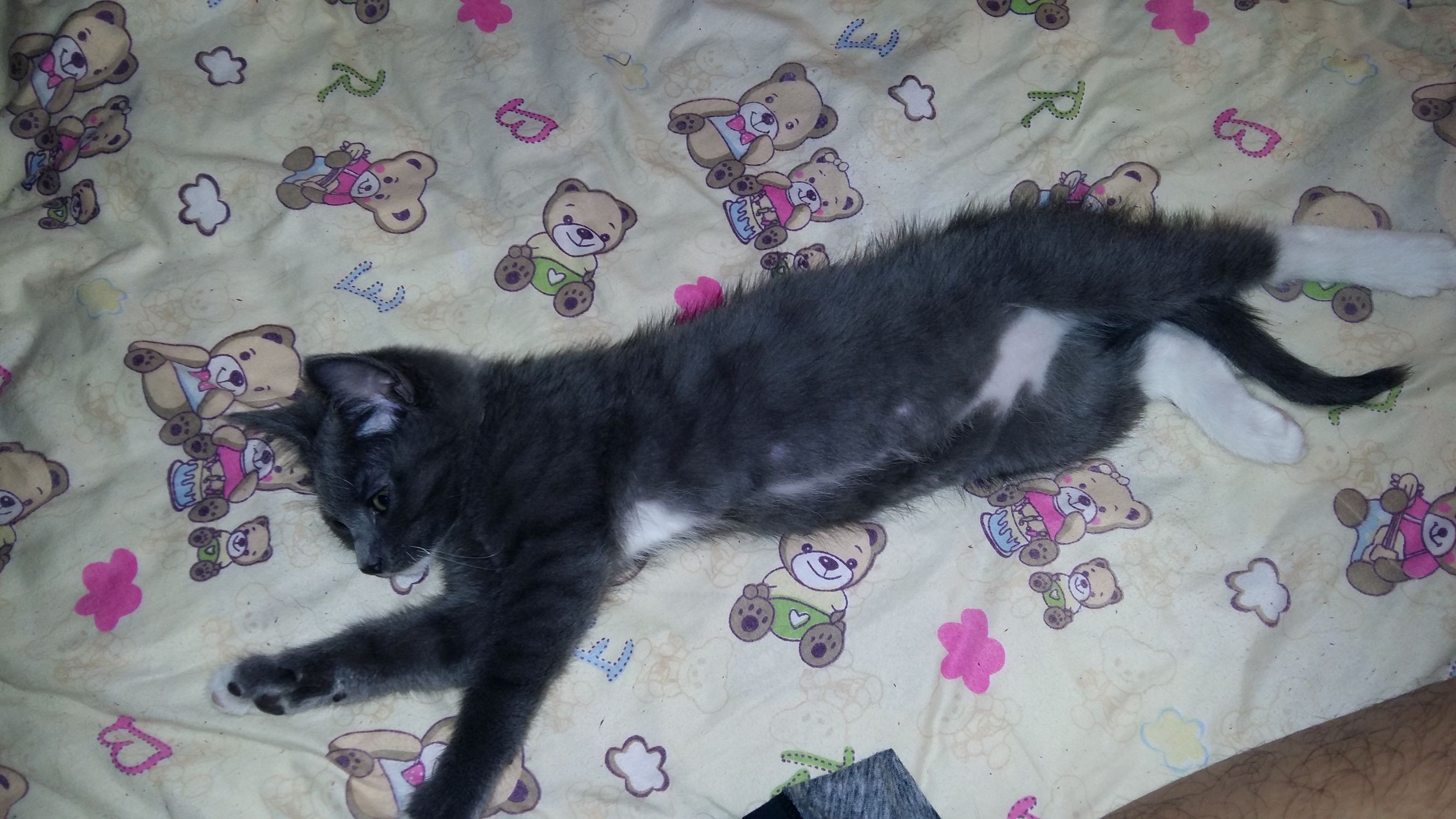 喵星人一觉醒来,喵星人在哪里都能睡得着