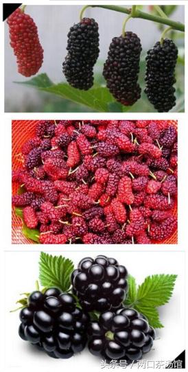 大别山深处的绝美山珍！