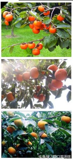 大别山深处的绝美山珍！