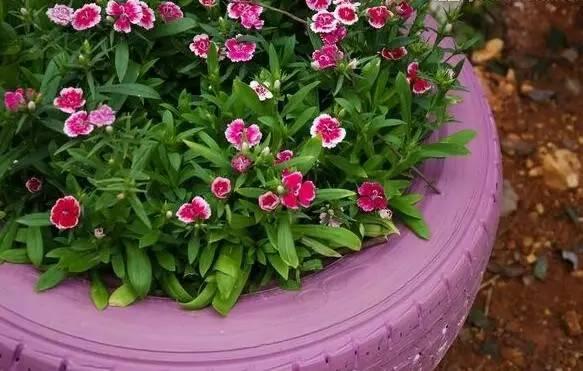 这7种菜不能二次加热,这7种花可以养在卫生间