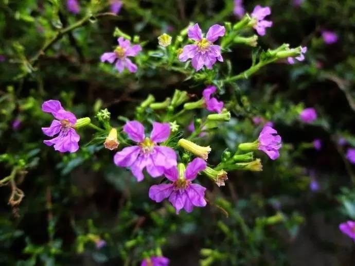 这7种菜不能二次加热,这7种花可以养在卫生间