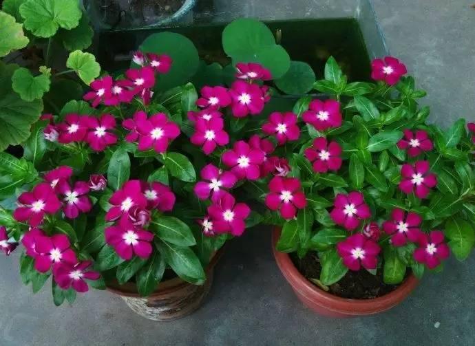 这7种菜不能二次加热,这7种花可以养在卫生间