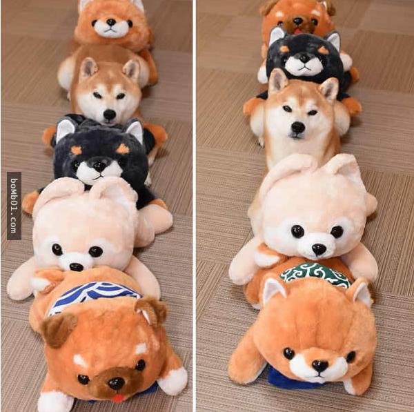 你能找出照片里藏着的柴犬吗？主人狂买狗狗玩偶多到柴犬茫然了！