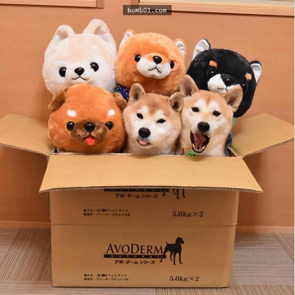 你能找出照片里藏着的柴犬吗？主人狂买狗狗玩偶多到柴犬茫然了！