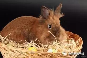 在外面打工的人有没有养兔兔,养一只兔兔会孤独吗