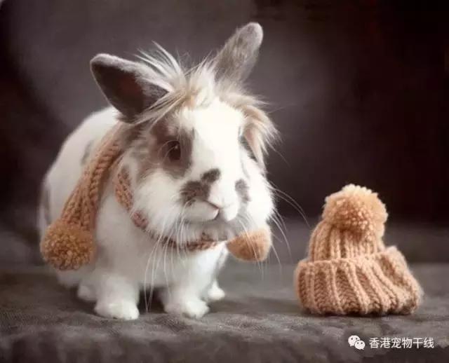 在外面打工的人有没有养兔兔,养一只兔兔会孤独吗