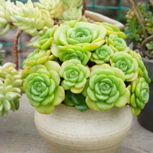 一股清香,一股青苹果香味的多肉植物百合丽丽,适合做多肉手捧花