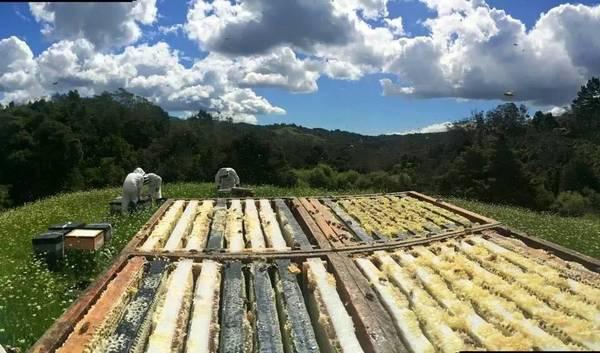 麦卢卡蜂蜜是不是天然成熟蜂蜜,麦卢卡蜂蜜详细介绍