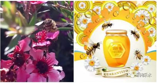 麦卢卡蜂蜜是不是天然成熟蜂蜜,麦卢卡蜂蜜详细介绍