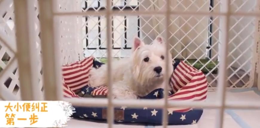 狗狗随地大小便时如何正确的惩罚,铲屎官怎样教狗狗定点上厕所